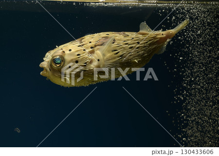 ハリセンボン フグ ハリセンボン フグ 130433606