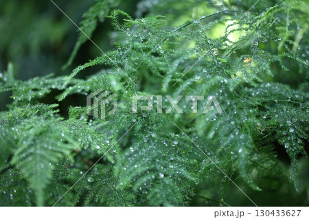 アスパラガスの葉と雨雫 アスパラガスの葉と雨雫 130433627