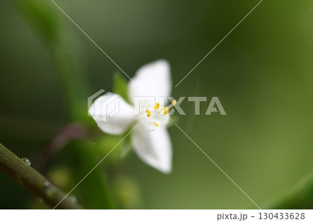 トキワツユクサの花 トキワツユクサの花 130433628