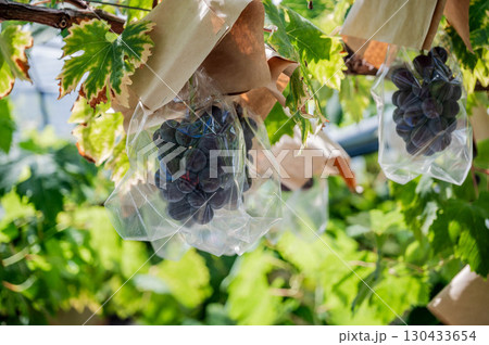 岡山県産ニューピオーネ 黒ぶどう 農園で育つ高級フルーツ 葡萄園 果実 130433654