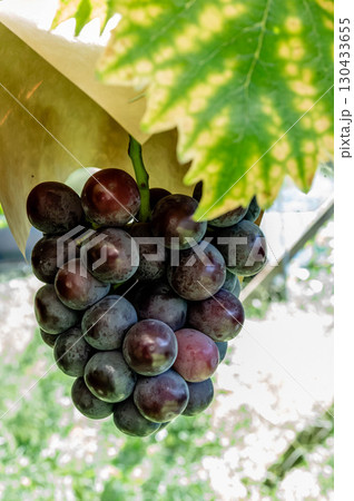 岡山県産ニューピオーネ 黒ぶどう 農園で育つ高級フルーツ 葡萄園 果実 130433655