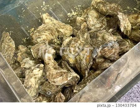 厚岸産かき 厚岸産牡蠣 厚岸ブランドかき 厚岸産かき 厚岸産牡蠣 厚岸ブランドかき 130433704