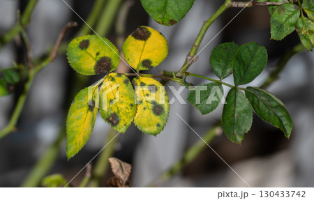 Black spot occurs on yellow rose leaves. Black spot is a fungal disease (Diplocarpon rosae) that affects roses. 130433742