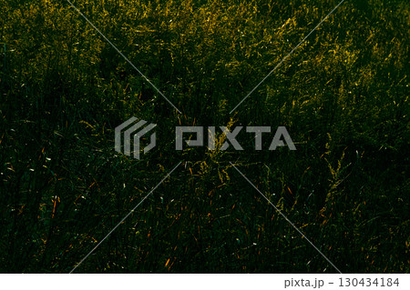 Green meadow grass in dark shadow and warm sunbeam Green meadow grass in dark shadow and warm sunbeam 130434184