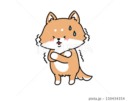 緊張してる？寒い？風邪かな？震える柴犬さん 130434354
