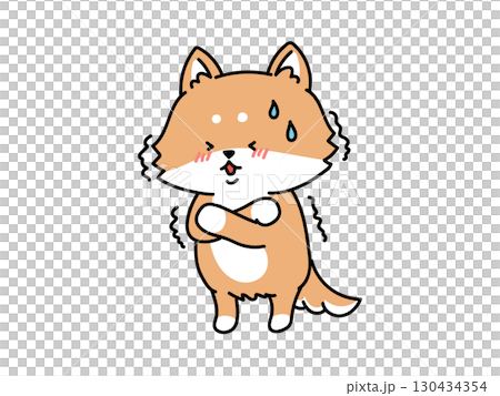緊張してる？寒い？風邪かな？震える柴犬さん 130434354
