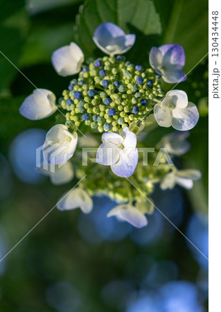 夕陽に照らされるガクアジサイ 夕陽に照らされるガクアジサイ 130434448