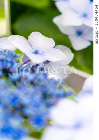 手鏡に映る青いガクアジサイ 130434464