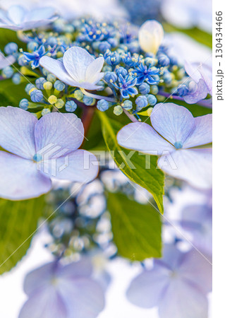 青い紫陽花が鏡に映る 130434466