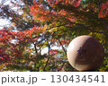 世田谷　九品仏の紅葉 130434541