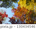 世田谷　九品仏の紅葉 130434546