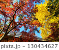 世田谷　九品仏の紅葉 130434627