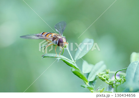 葉の上で休むアブ 葉の上で休むアブ 130434656