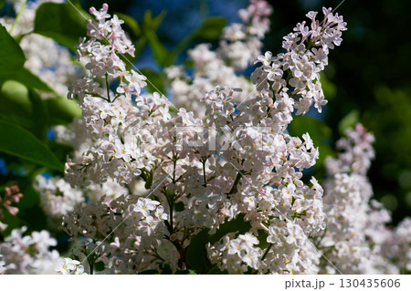 Love and tenderness. White pink flowers of spring lilac Love and tenderness. White pink flowers of spring lilac 130435606