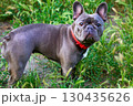 Waiting.Innocent kind surprised look of a French bulldog 130435626