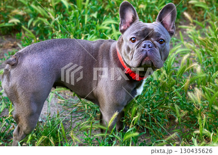 Waiting.Innocent kind surprised look of a French bulldog 130435626