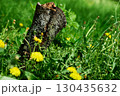 Cute family of yellow dandelions near old stump on a green meadow 130435632