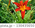 Sczrlet red daylily Burgundy Love,fresh greenery in summer garden 130435650