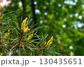Fresh green blooming spruce branches fir pine with cones,needles 130435651
