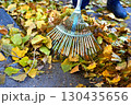 Raking clean sweeping fallen leaves with a garden rake 130435656