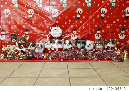 10チワワサンタのクリスマスパーティー 130436243