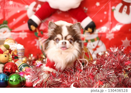 可愛いチワワのサンタクロース 可愛いチワワのサンタクロース 130436528