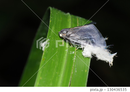 チュウゴクアミガサハゴロモ（外来種）と羽化殻 130436535