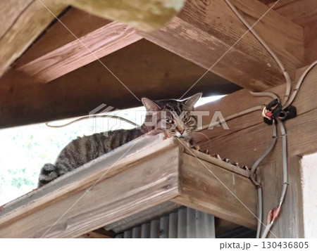 猫のいる風景 猫のいる風景 130436805
