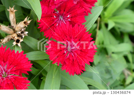 ナデシコ科の園芸種のセキチクはよく増えて手入れいらず 130436874