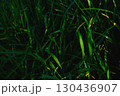 Green grass in deep shadow and warm sunbeam 130436907