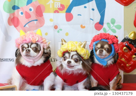 かわいいチワワの節分 130437179