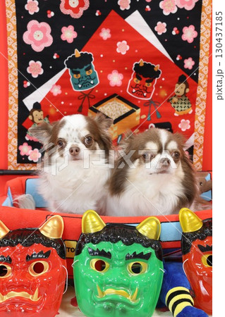 かわいいチワワの節分 130437185