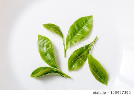 茶葉　生のお茶の葉　スタジオ撮影　白バック 130437390