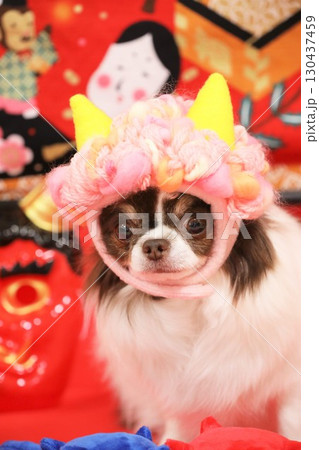 かわいいチワワの節分鬼役 130437459