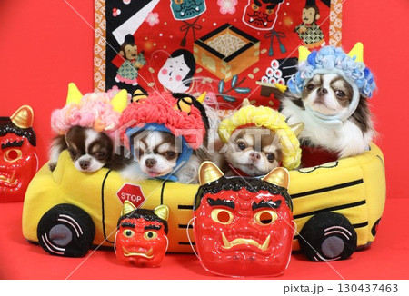 かわいいチワワの節分鬼役 かわいいチワワの節分鬼役 130437463