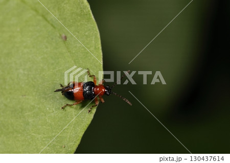 生き物　昆虫　キオビクビボソハムシ、食草はツユクサ。八月半ばの道端で 130437614
