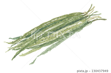 水彩で描いたモリンガの実 130437949