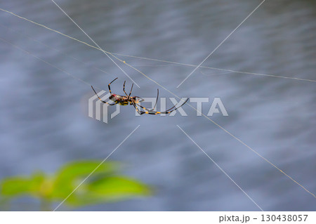 蜘蛛の巣にいるジョロウグモ 130438057