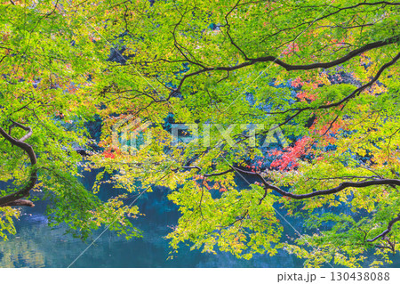 鎌北湖の色づき始めた葉 鎌北湖の色づき始めた葉 130438088