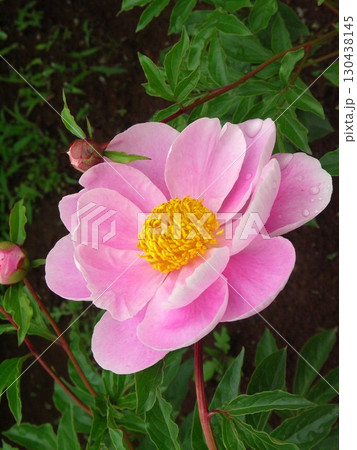 雨上がりの庭園に咲くピンクのシャクヤク 雨上がりの庭園に咲くピンクのシャクヤク 130438145