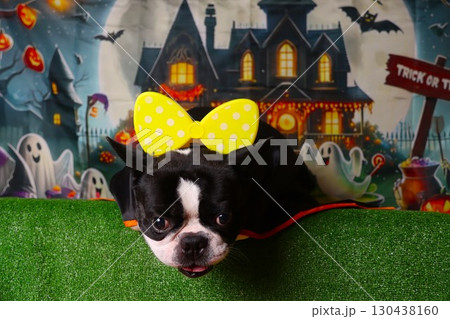 ハロウィン背景で黄色いリボンを付けて見つめるボストンテリア 130438160