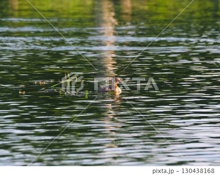 川口市の荒川運動公園のふな池で泳ぐカイツブリ 川口市の荒川運動公園のふな池で泳ぐカイツブリ 130438168
