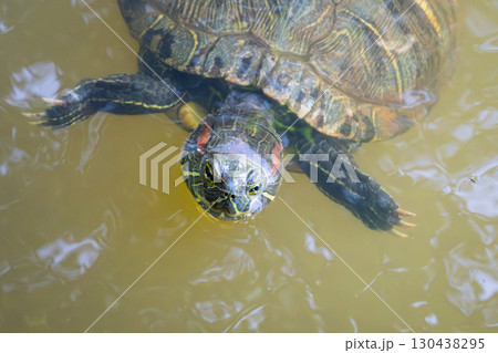 ミシシッピアカミミガメ ミシシッピアカミミガメ 130438295