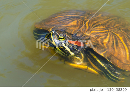 ミシシッピアカミミガメ 130438299