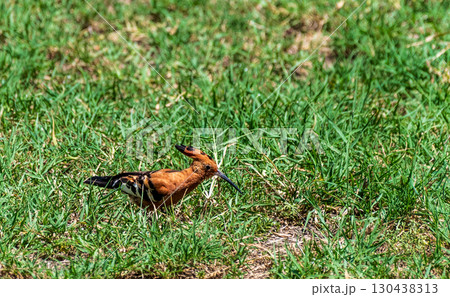 Eurasian Hoopoe in Kenya Eurasian Hoopoe in Kenya 130438313