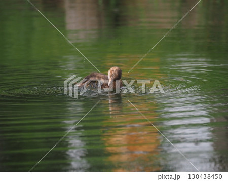 川口市の荒川運動公園のふな池で泳ぐカイツブリ 130438450