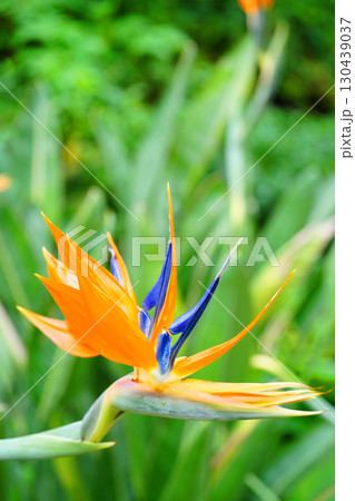 鳥のくちばしのような変わった花ゴクラクチョウカ 鳥のくちばしのような変わった花ゴクラクチョウカ 130439037