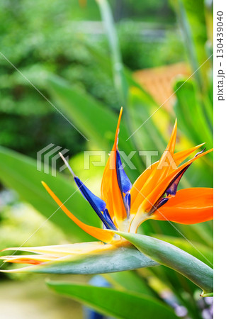 鳥のくちばしのような変わった花ゴクラクチョウカ 130439040