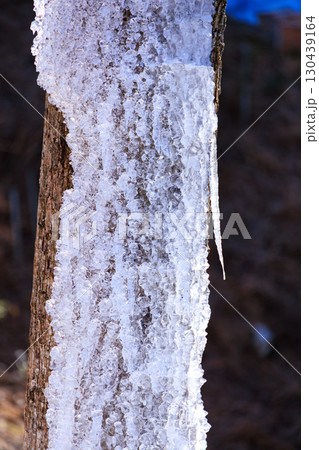 氷に覆われた木 130439164