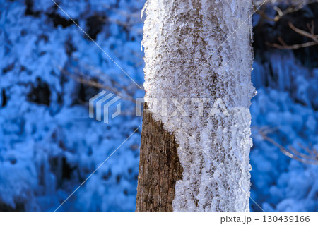 氷に覆われた木 130439166